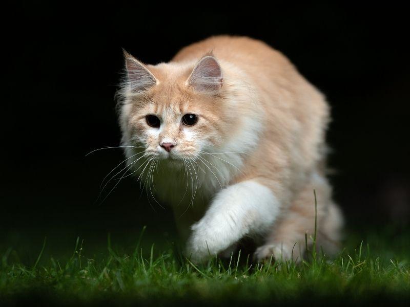 A Ginger Cat Hunting at Night