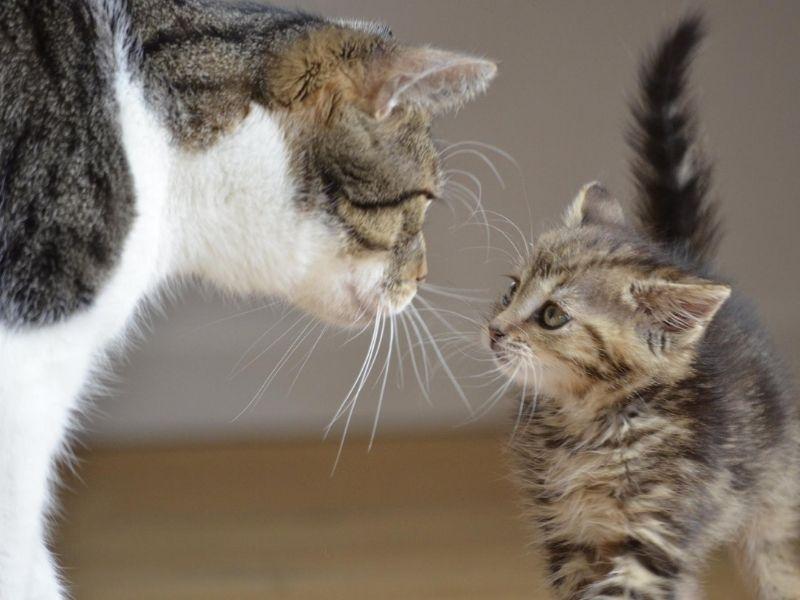 Adult Cat and Kitten Meet