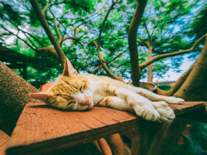 Cat Sleeping Up a Tree