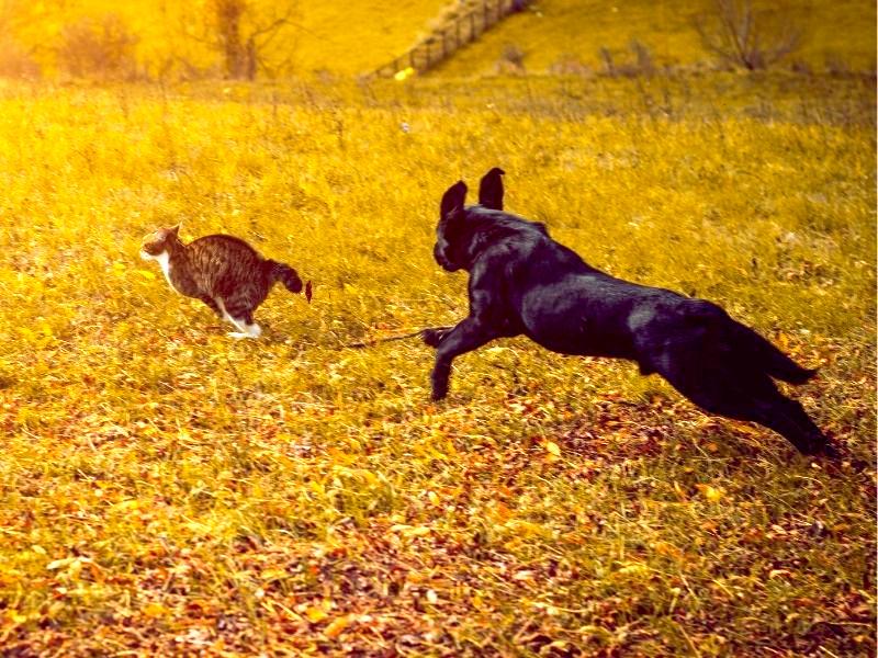 A Dog Chasing a Cat