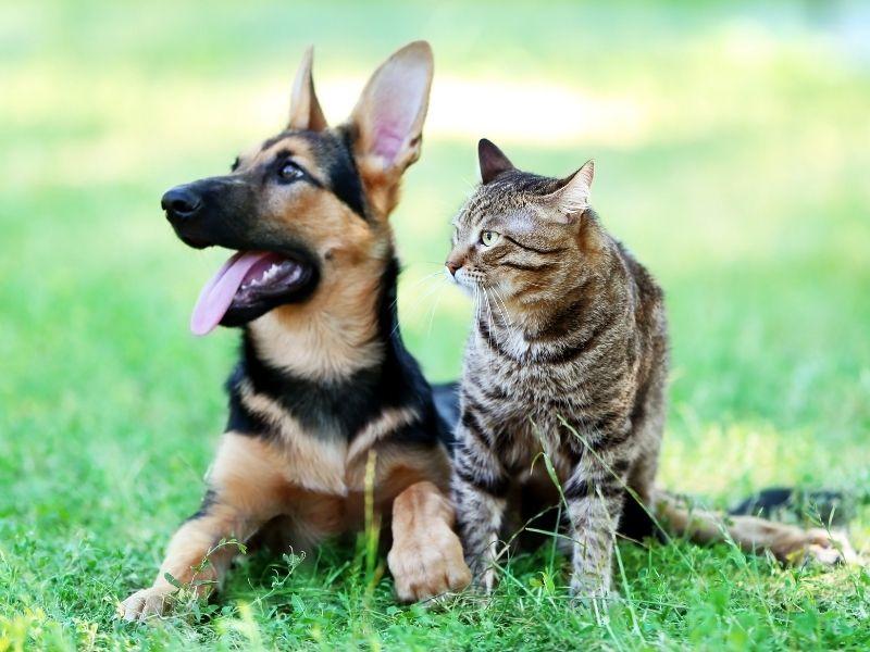 Dogs and Cats Can Be Friends