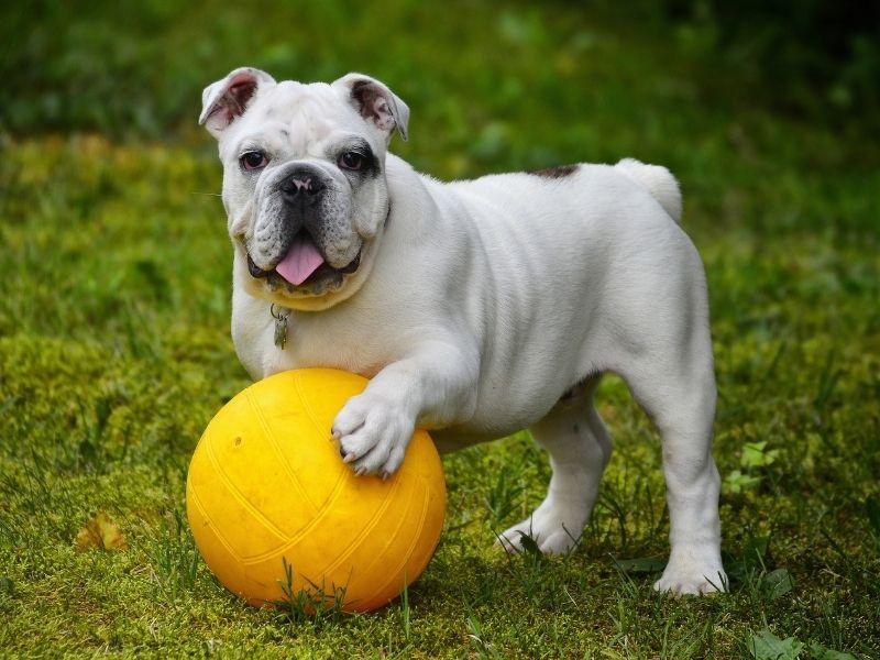 English Bulldog Playing with a Ball