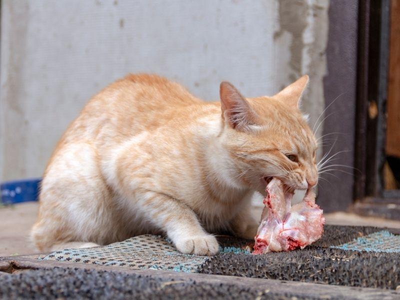 Cat Eating Meat from the Bone