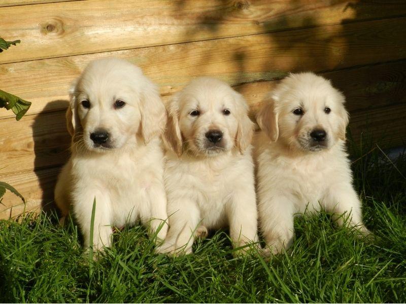 Three Golden Retriever Puppies