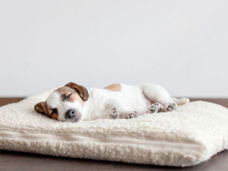 Jack Russell Puppy Sleeping on a Dog Bed