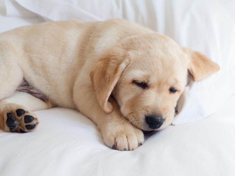 Labrador Puppy Sleeping on a Bed