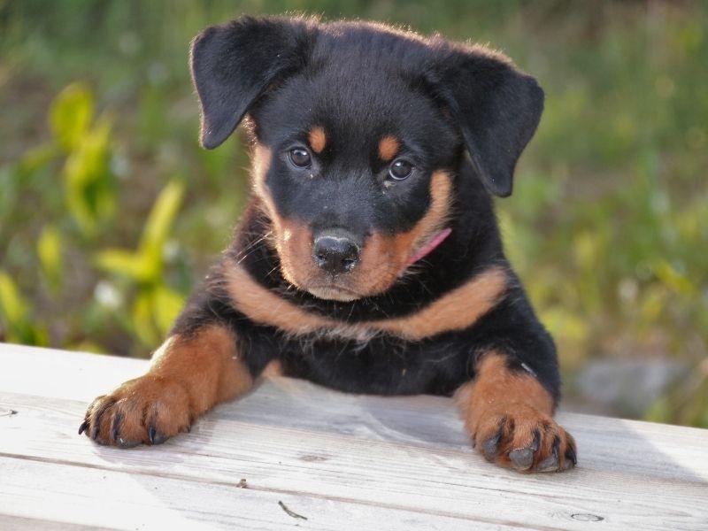 A Little Rottweiler Pup