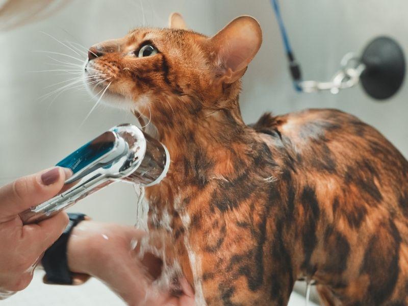 'Me Likes Bathtime!' Some Cats Don't Mind a Bath