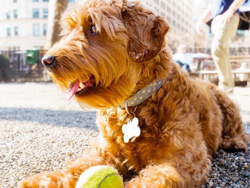 Miniature Golden Doodle with Tennis Ball in Park
