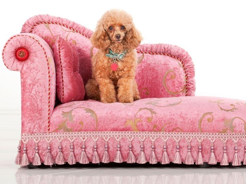 A Pampered Toy Poodle Will Cost More in Grooming Fees