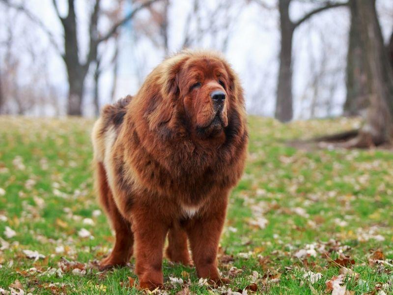 The Tibetan Mastiff is a Real Big Dog!