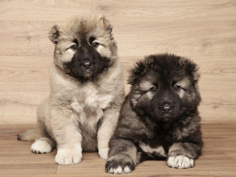 Two Adorable Caucasian Shepherd Puppies