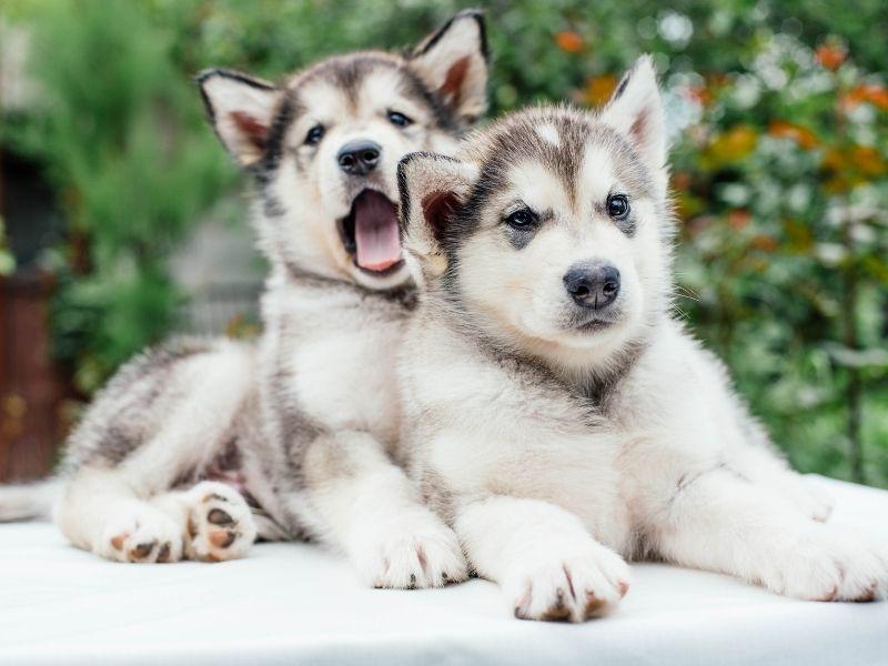 Two Alaskan Malamute Puppies