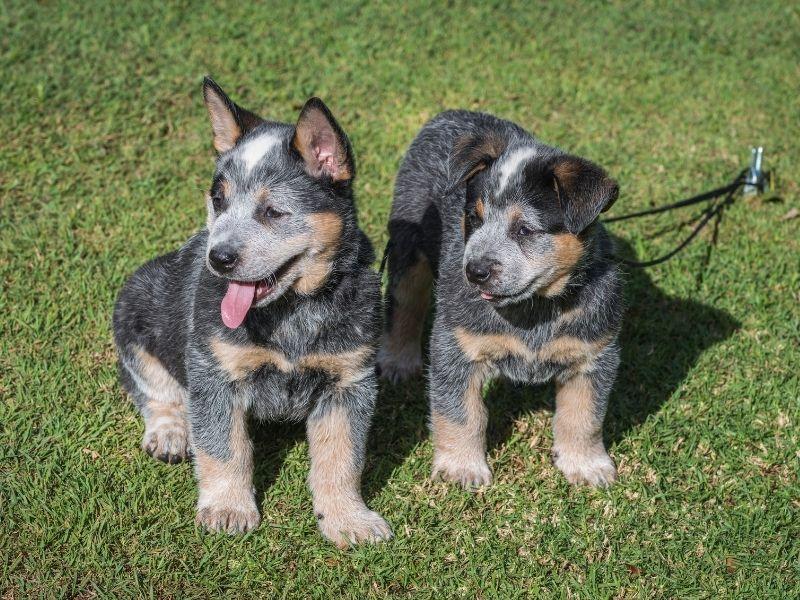 Two Blue Heeler Puppies