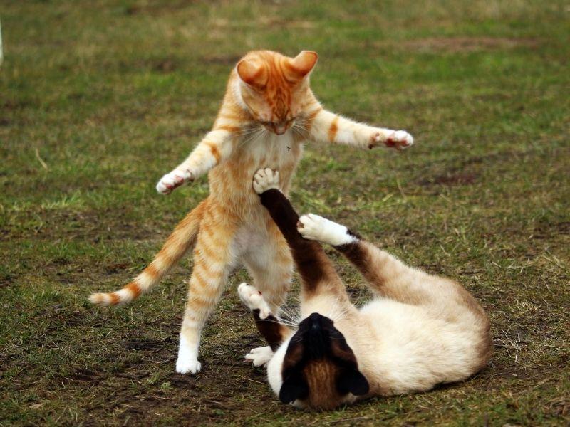 Two Cats Playing on grass