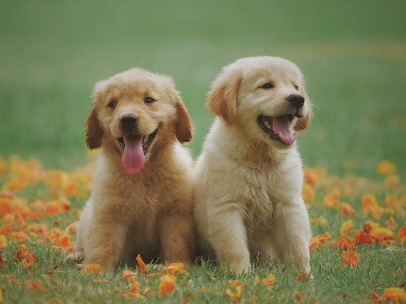 Two Labrador Retriever Puppies