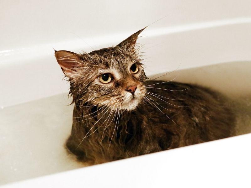 Unhappy Cat in the Bath