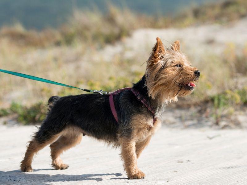 A Yorkshire Terrier on a Walk