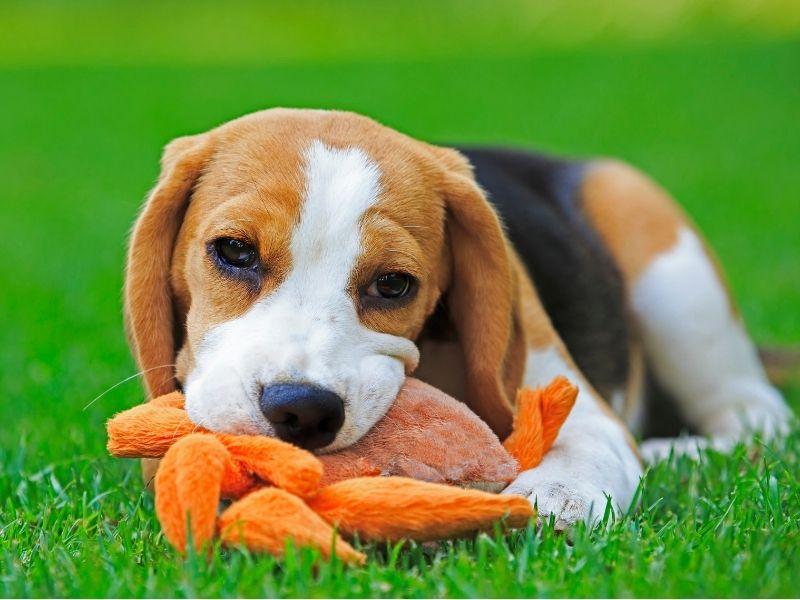 Beagle Pup on Grass Playing with a Toy