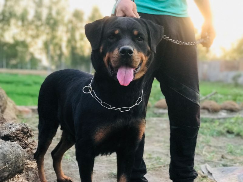 Roman Rottweiler is a Large Dog