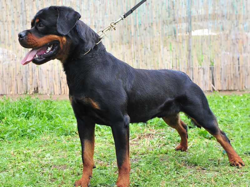 The Largest Rottweiler is the Roman Rottweiler
