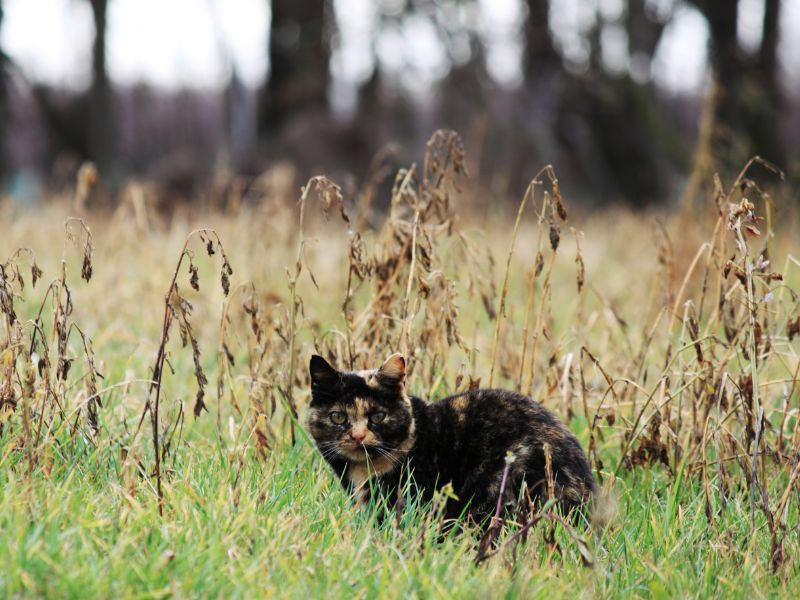 A Cat Hunting in Long Grass