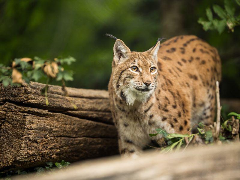 A Lynx, a European Wildcat