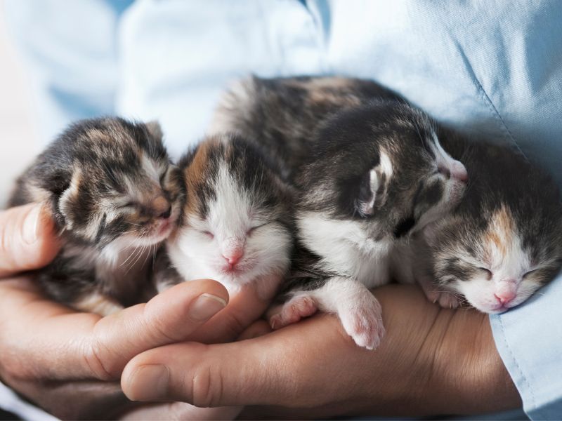 A handful of kittens