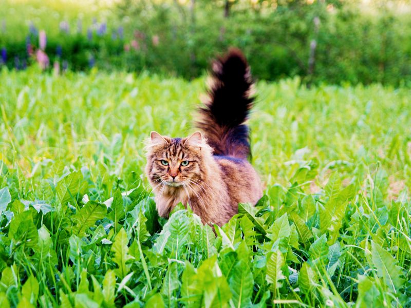Curious Cat in a Meadow