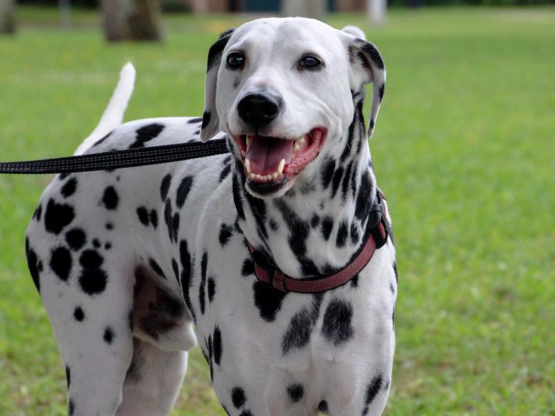A Dalmatian Dog
