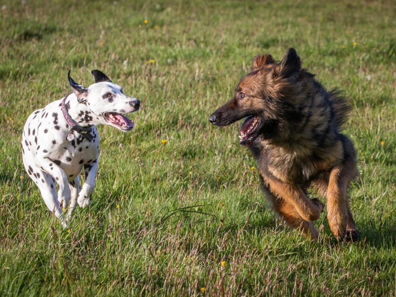 A Dalmatian and an Alsatian Running on a Grass Field