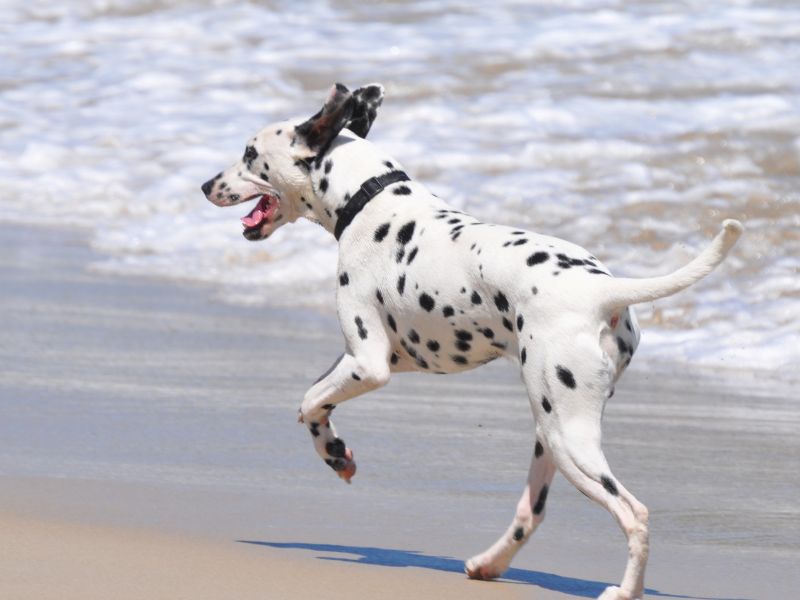 A Dalmatian Running on the Beach