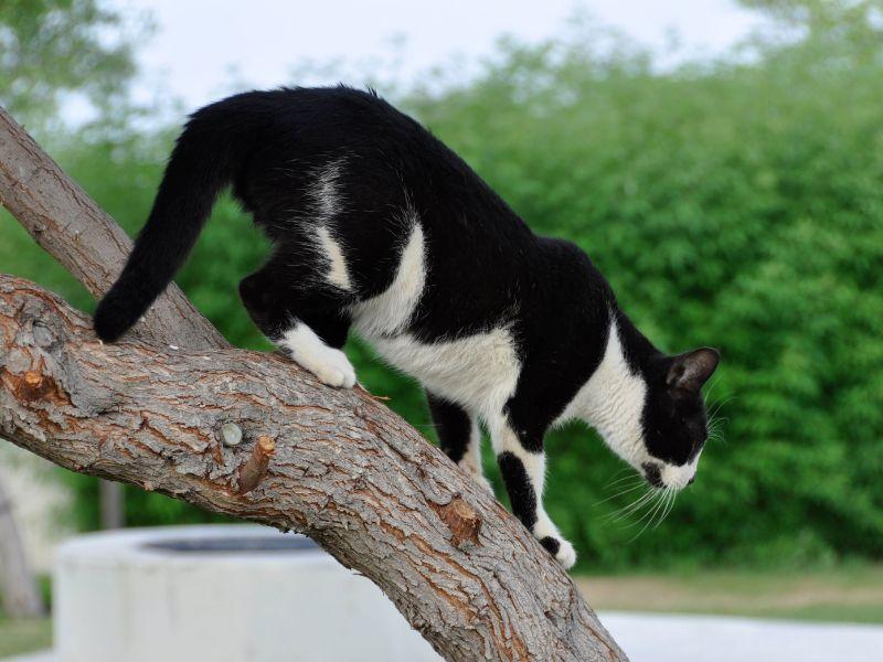 A Feral Cat Climbing a Tree