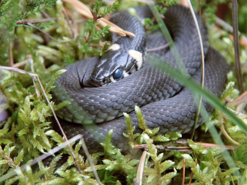 A Coiled Grass Snake