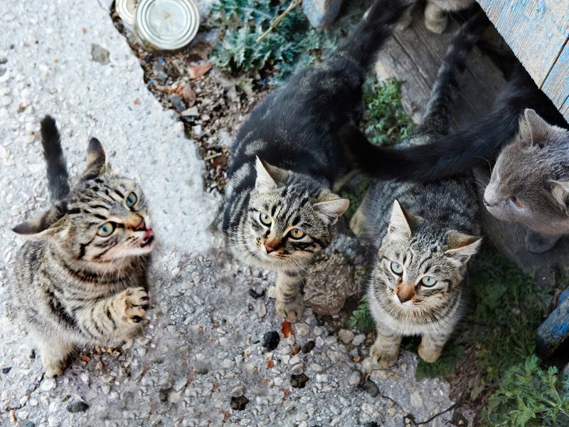 A Group of Cats
