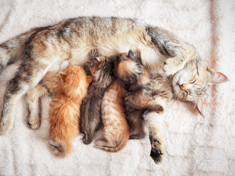Cat and Kittens, it's tiring being a new mother