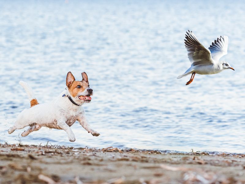 A Jack Russell Chasing a Bird