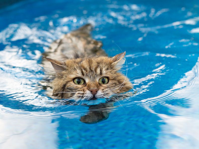 Siberian Cat Swimming in a Pool