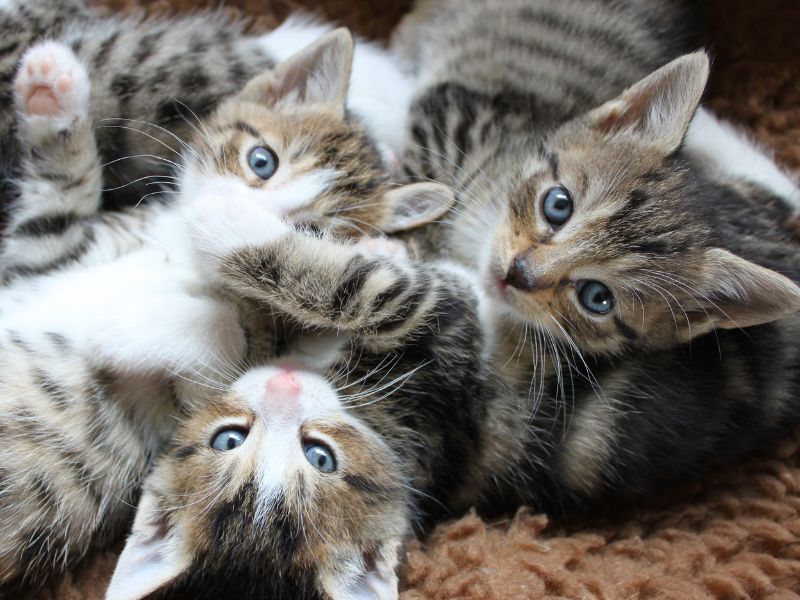 Some Cute Kittens