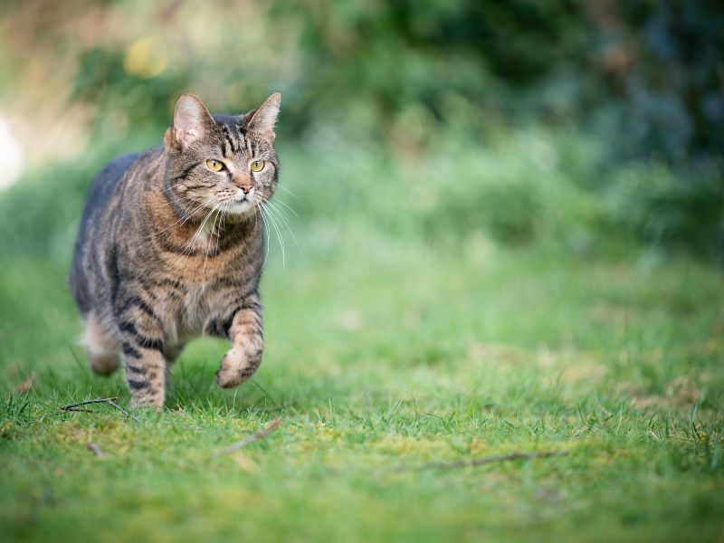 A Tabby Shorthair Cat in a Meadow