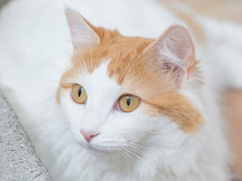 Turkish Van, known as the swimming cat