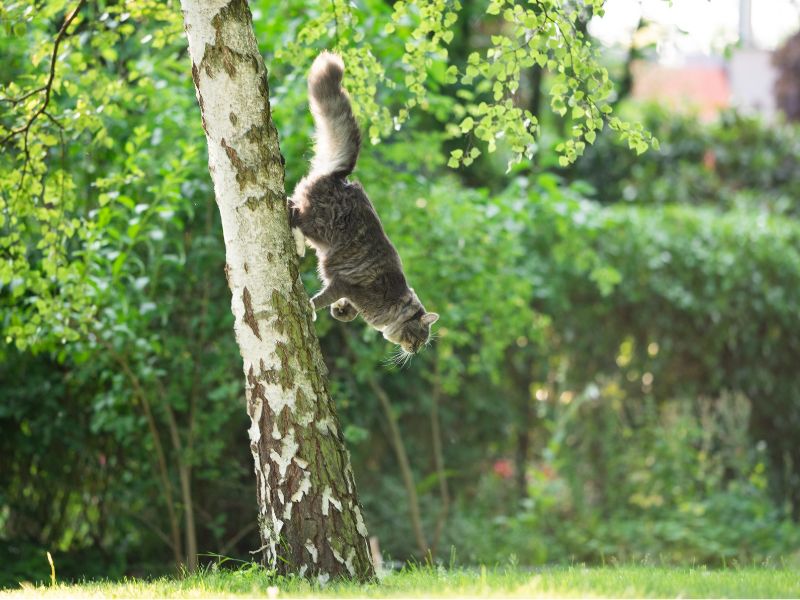Young Maine Coon Running Down a Birch Tree