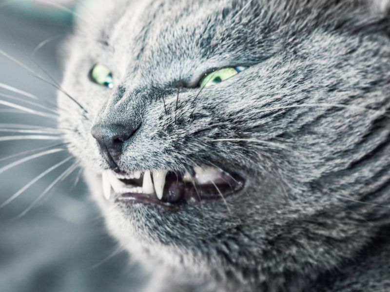 Headshot of an Aggressive Cat