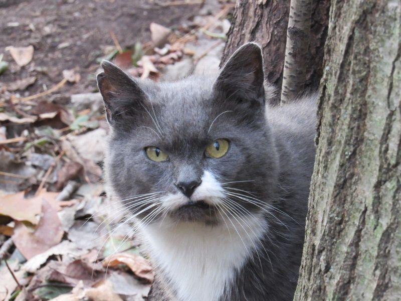 A Feral Cat in Woodland