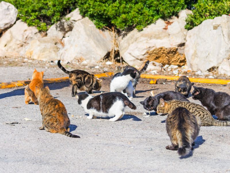 Group of Cats in the Street
