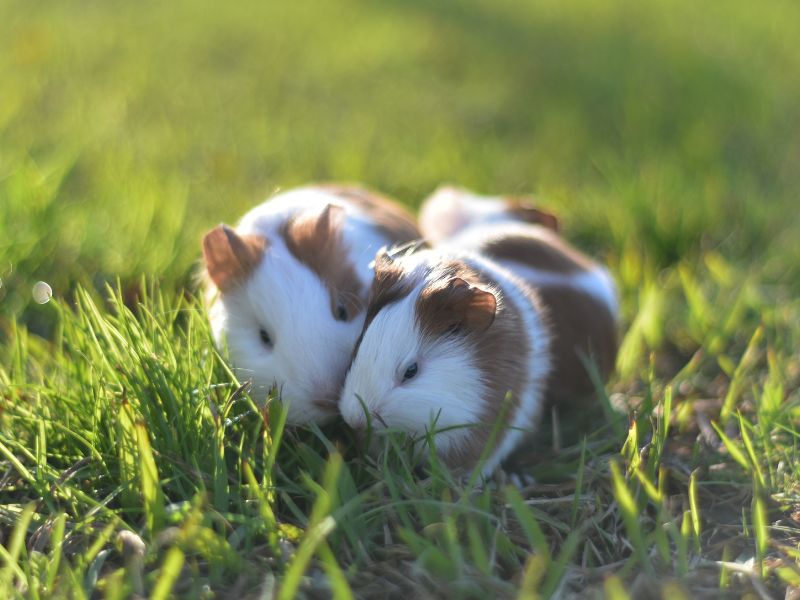 Two Hamster in the Grass