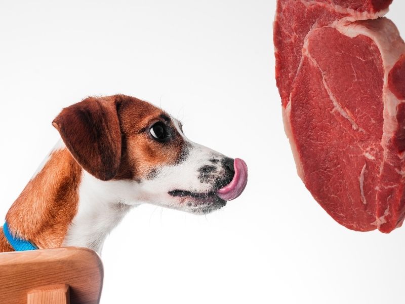 A Jack Russell offered a juicy steak
