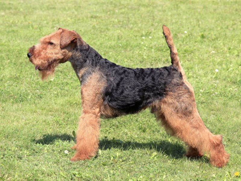 A Stocky Welsh Terrier Dog