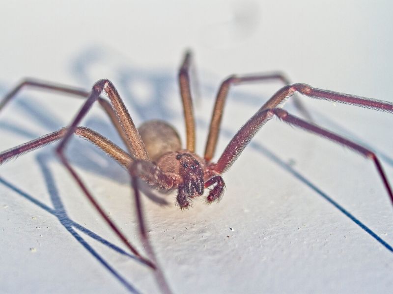 A Brown Recluse Spider