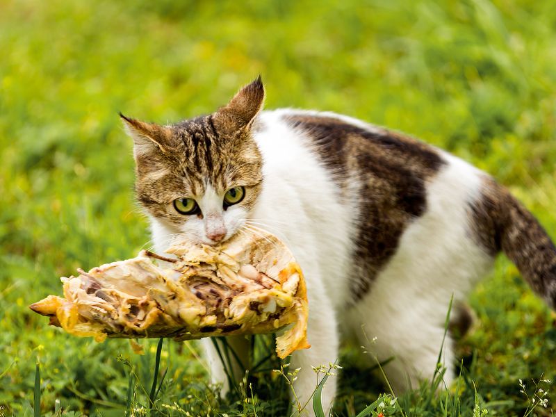 A cat eating chicken